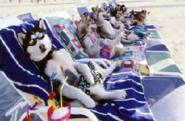 offerte giugno riccione