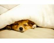 HOTEL DI RICCIONE CHE ACCOLGONO CANI